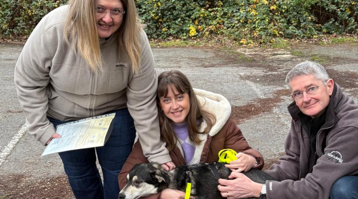 Chiens à adopter